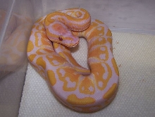 Lavender albino ball