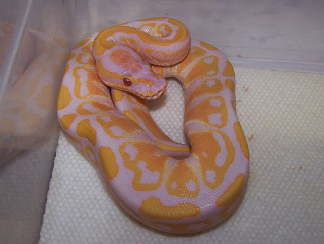 Lavender albino ball