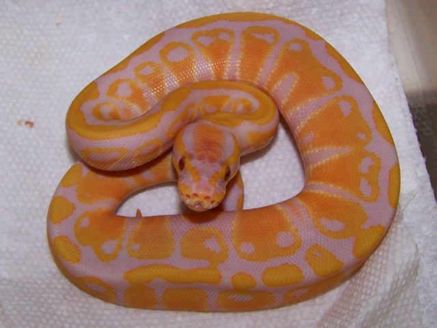 Lavender albino ball 2