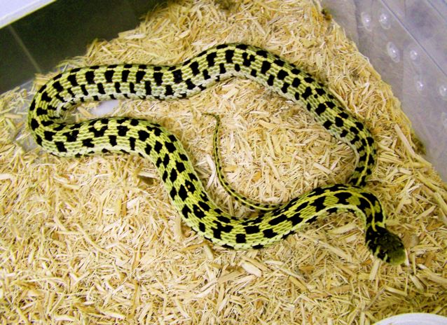 hypo marcianus