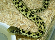 hypo marcianus 2