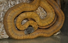 Mexican Baird's Ratsnake