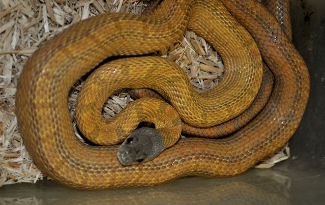 Mexican Baird's Ratsnake