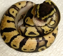Pastel het pied