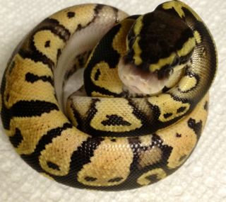 Pastel het pied