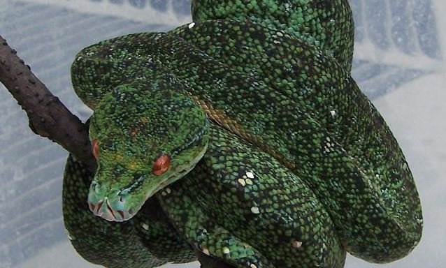 maxwell pepper gtp