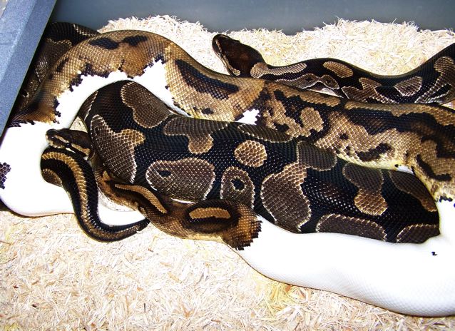 Pied copulating