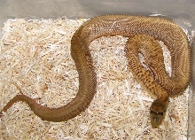 Patternless Bull hatchling