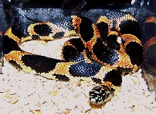 S GA eastern king hatchling