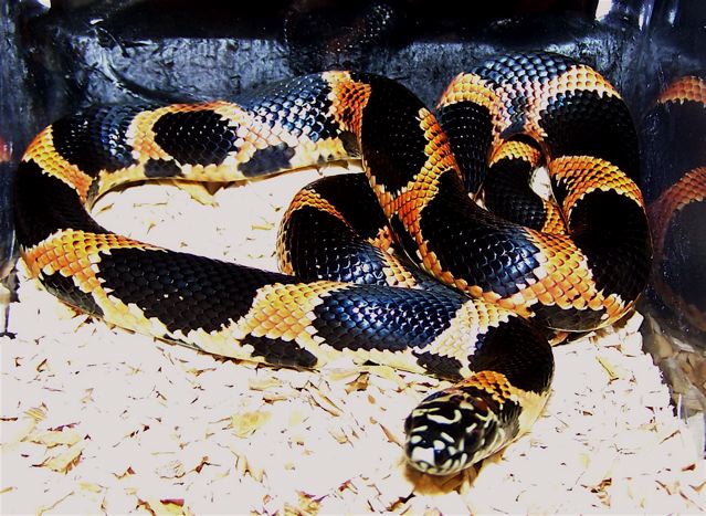 S GA eastern king hatchling