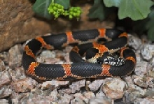 Baby S. GA King 2
