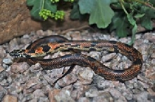Baby S. GA King 3