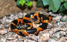 Baby S. GA King 1