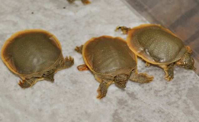 Guadelupe spiny softshell hatchlings