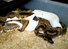 Pied X Spider mating