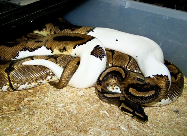 Pied X Spider mating