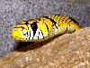 spilotes (mexican) 2