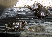Spotted turtles