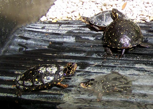 Spotted turtles