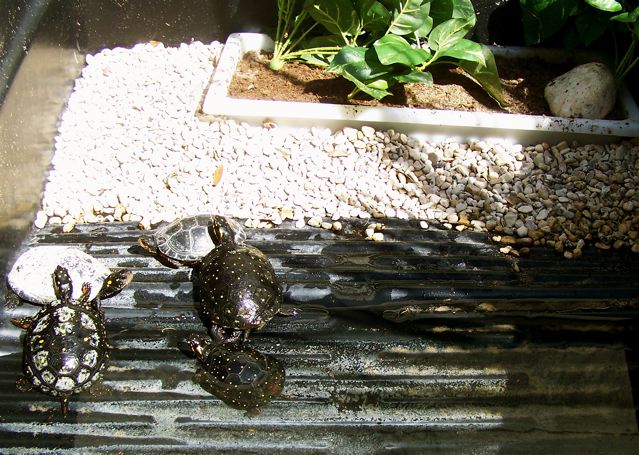 Spotted turtles2
