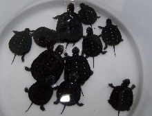 Spotted turtle hatchlings