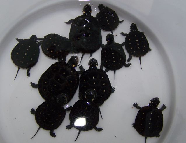 Spotted turtle hatchlings