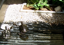 Spotted turtle habitat