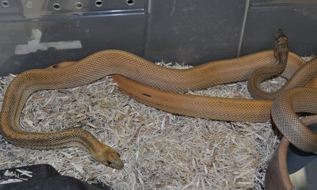 Patternless Stillwater Hypo  Bull