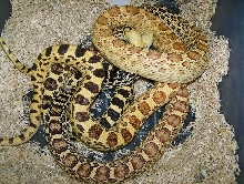Stillwater Bulls mating