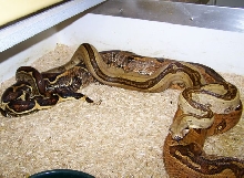 Striped Boas copulating