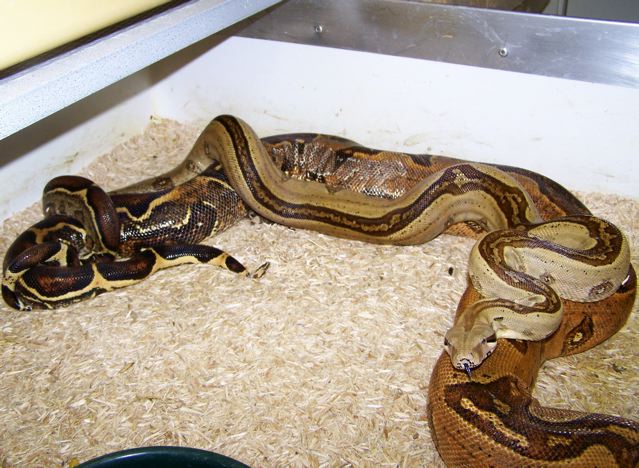 Striped Boas copulating