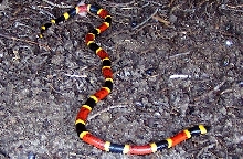 Texas coral