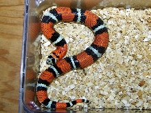 tricolor juve