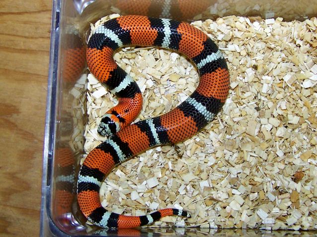 tricolor juve