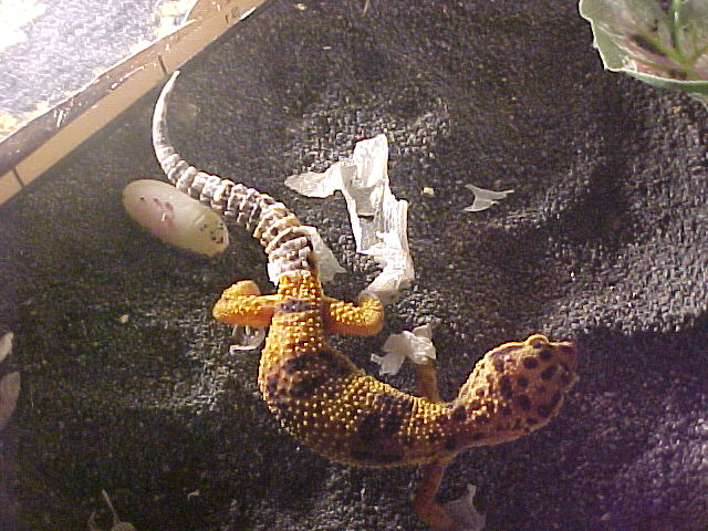 Ms. Pinki's 2nd egg!