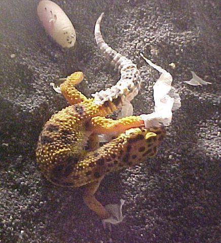 Ms Pinki's 2nd Egg!