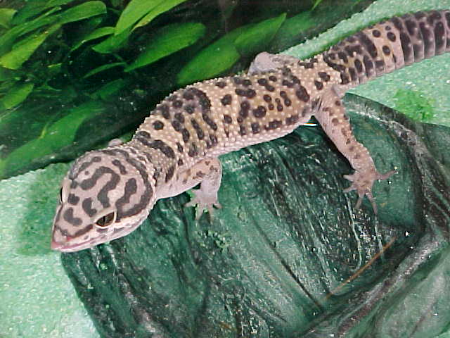 Standing