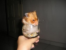 Buffy