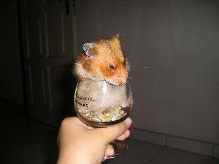 Buffy