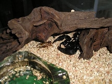 Ganymede in his hole.
