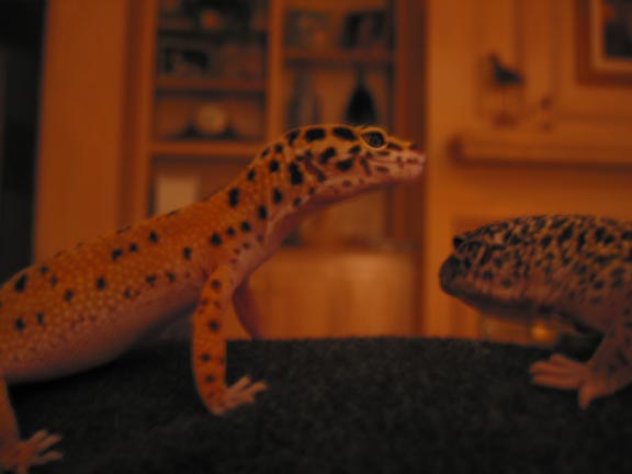 zally & sam
