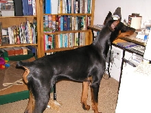 Ryder 1