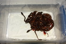 Dominican Red Mountain Boa litter