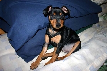 Miniature Pinscher