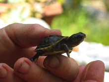 2008 hatchling 2nd batch wee baby