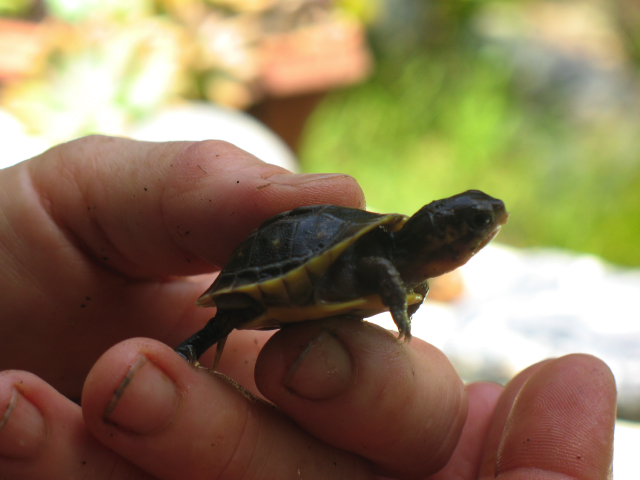2008 hatchling 2nd batch wee baby