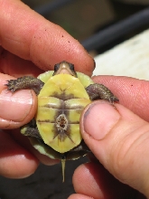 2008 hatchling 2nd batch wee baby belly