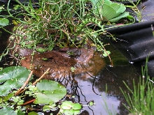 bullfrog