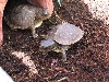 Hatchling1&2