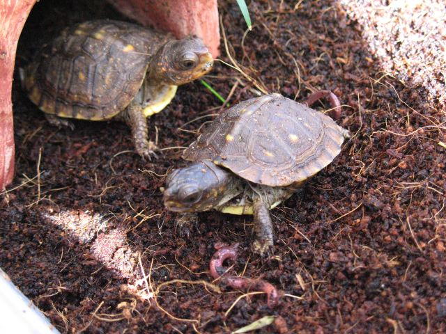 Hatchling1&2